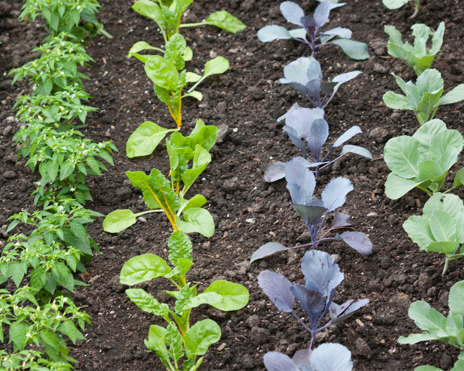 Gardening at BRBR