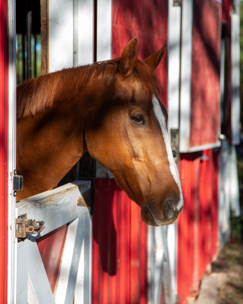 A brown horse with a white stripe on its face looks out from a red and white barn door.